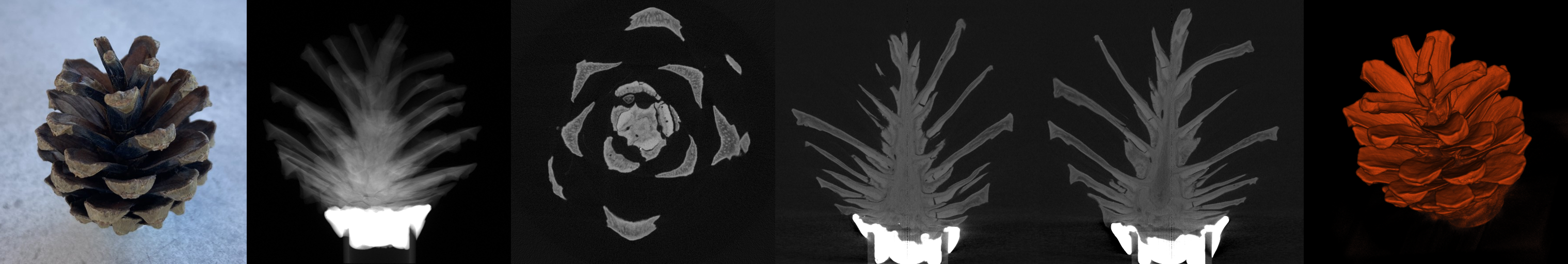 A collage of a photograph and CBCT images of the pine cone