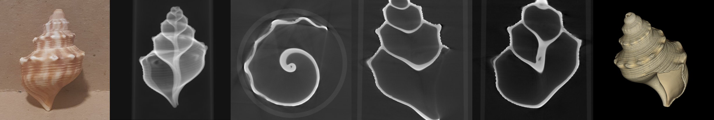A collage of a photograph and CBCT images of the seashell